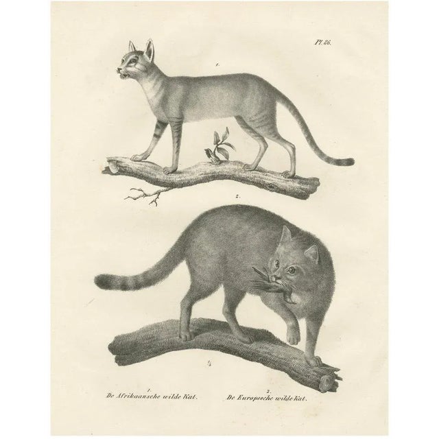 C.C. G. Zool, African and European Wild Cats in Natural Poses, 1836, Print For Sale - Image 11 of 11