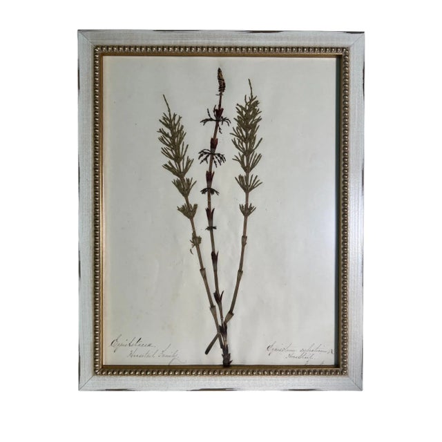 Ivory 1895 Framed Antique Herbariums, Set of 20 For Sale - Image 8 of 12