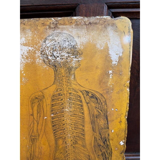 1800s Limestone Medical Lithography Plate For Sale - Image 14 of 15