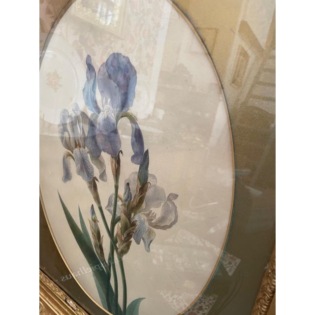 Emily Stackhouse, Schwertlilie, 1864, Watercolor on Paper, Framed For Sale - Image 9 of 12