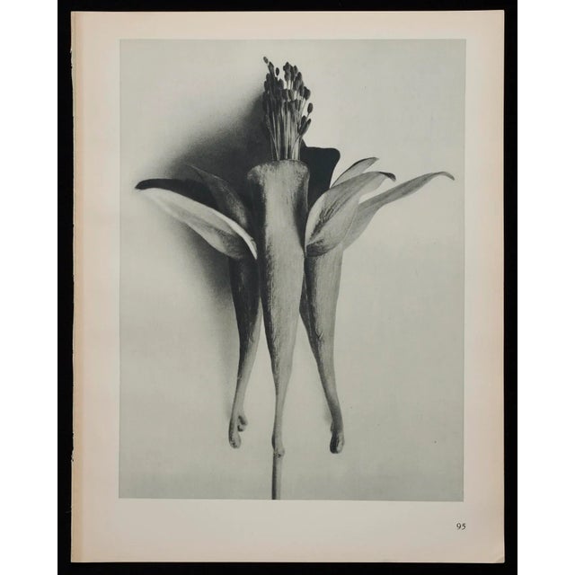1920s Original Karl Blossfeldt Photogravure Botanical Print For Sale - Image 5 of 5
