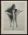 1920s Original Karl Blossfeldt Photogravure Botanical Print For Sale - Image 5 of 5