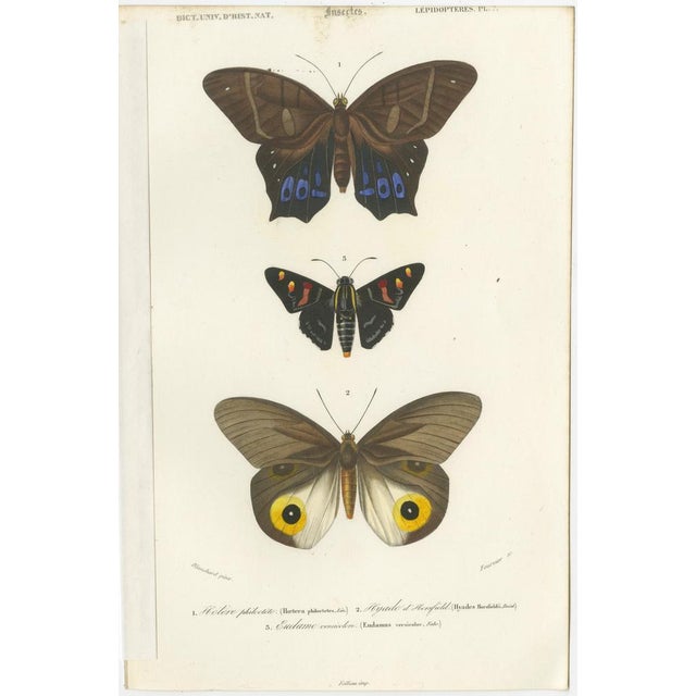 D'Orbigny, Butterflies and Moths, 1861, Prints, Set of 13 For Sale - Image 8 of 15