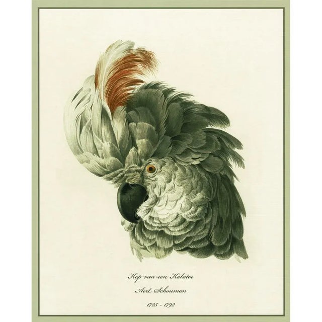 A gorgeous reproduction print of Cockatoo Head Study after 18th century watercolor of Cockatoo by Aert Schouman or Aart...