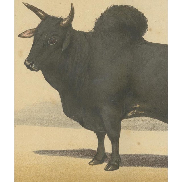 19th Century Olivier De Penne, Zebu Bull, Humped Cattle, 1863, Chromolithograph For Sale - Image 5 of 9