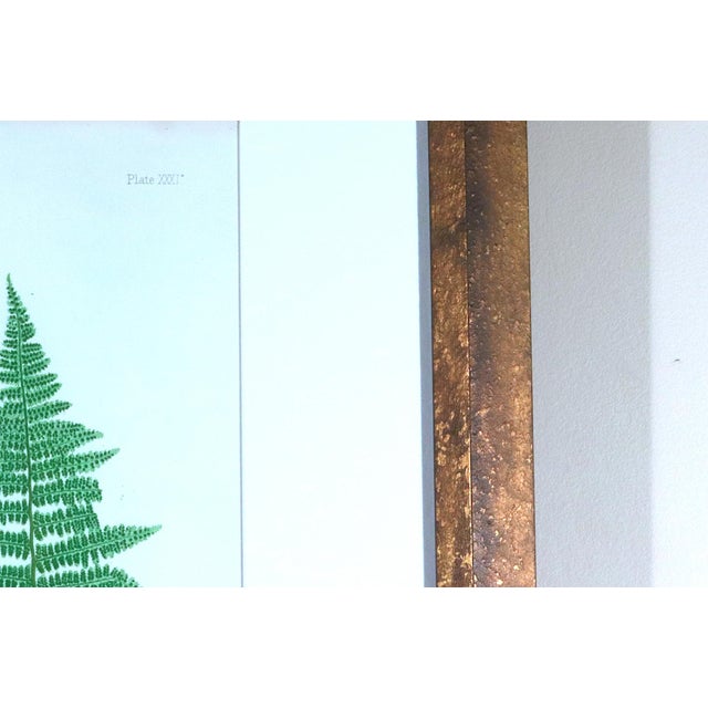 Henry Bradbury Nature-Printed Fern Botanical Prints, Set of Four, Framed For Sale - Image 14 of 18