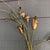 Mid-Century Modern Vintage 1970s Harold Kerr Signed Modernist Brutalist Brass Cattail Wall Pocket Sculpture For Sale - Image 3 of 5