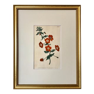 Antique Curtis Floral Botanical Etching Red Flowers 1805 For Sale