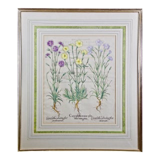Wood Pink & Cottage Pink Flowers: A Hand-Colored Botanical Engraving by Basilius Besler Besler , 1613 For Sale