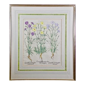 Wood Pink & Cottage Pink Flowers: A Hand-Colored Botanical Engraving by Basilius Besler Besler , 1613