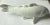 Japanese Japanese Nabeshima Ware, Carp of Progress- Koi Fish For Sale - Image 3 of 11
