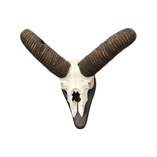 Large Taxidermy Horns For Sale