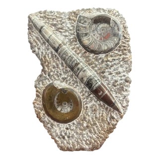 Fossilized Ammonite Plate in Stone For Sale