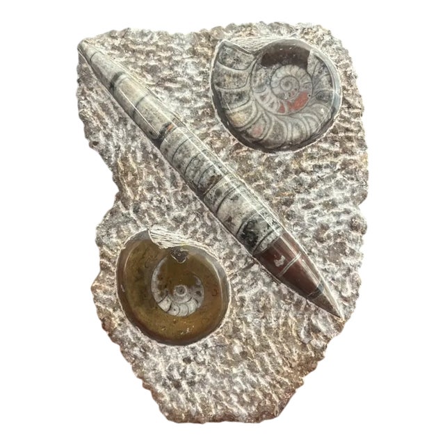 Fossilized Ammonite Plate in Stone For Sale