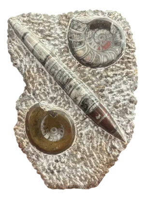 Fossilized Ammonite Plate in Stone