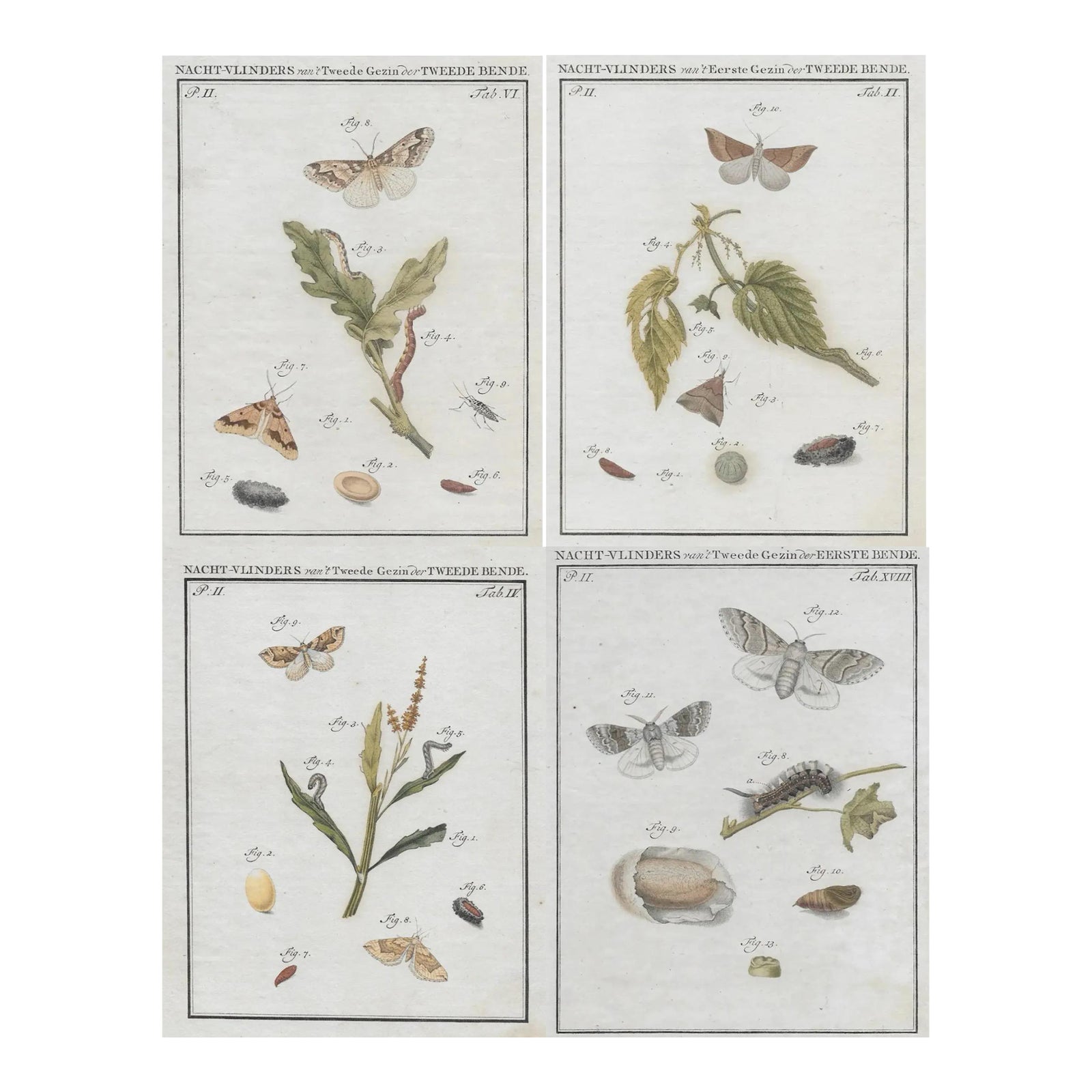 1762 Dutch Moth Insect Engravings - Set of Four | Chairish