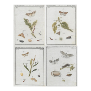 1762 Dutch Moth Insect Engravings - Set of Four