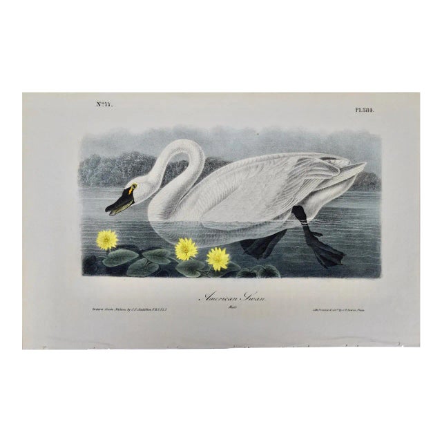"American Swan", Audubon Hand-colored First Octavo Edition Lithograph, 1840 For Sale
