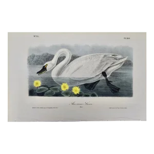 "American Swan", Audubon Hand-colored First Octavo Edition Lithograph, 1840
