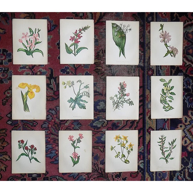 Authentic Antique 19th Century Anne Pratt Botanical Chromolithographs - Set of 12 For Sale - Image 10 of 10