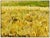 Realism Afternoon Yellow, Anthony V. Martin For Sale - Image 3 of 5