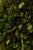 Wildwood Pair of Wildwood Accents Topiary Urns For Sale - Image 4 of 9