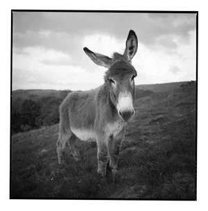 Paul Cooklin, Barnaby the Donkey, Silver Gelatin Photograph, Limited Edition of 10