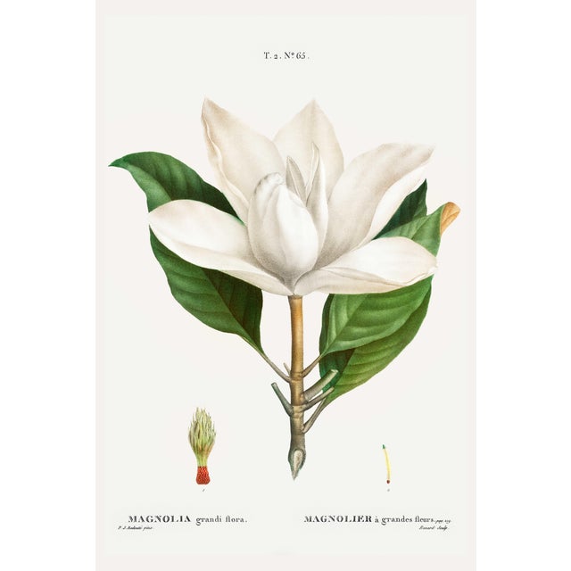 Southern Magnolia, Redouté Botanical Print, 16" X 24" For Sale