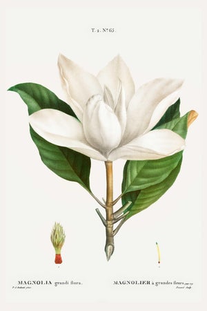 Southern Magnolia, Redouté Botanical Print, 16" X 24"