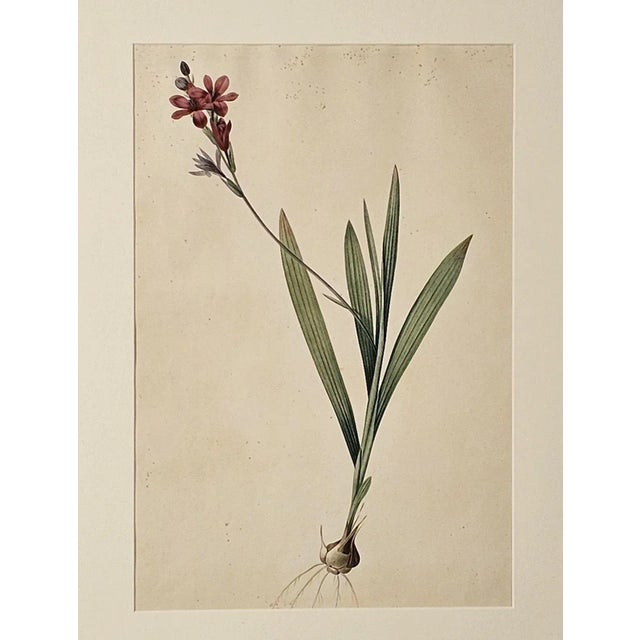 A French botanical illustration, 19th century.