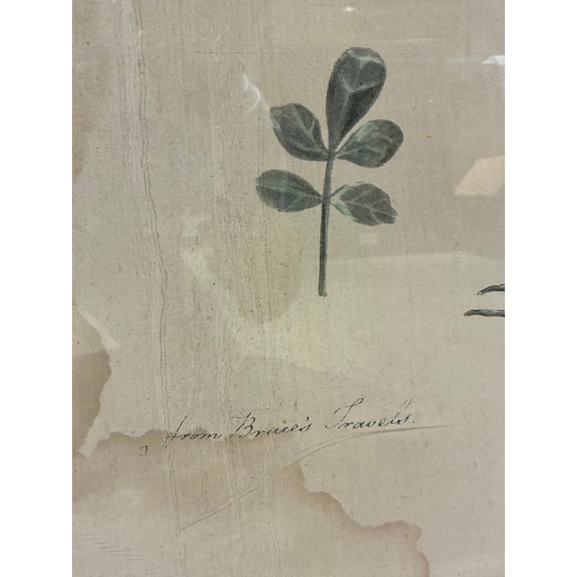 Contemporary Natural Curiosities “Balefsan” Bruce’s Travels Botanical Tree Print, Framed For Sale - Image 3 of 9