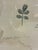 Contemporary Natural Curiosities “Balefsan” Bruce’s Travels Botanical Tree Print, Framed For Sale - Image 3 of 9