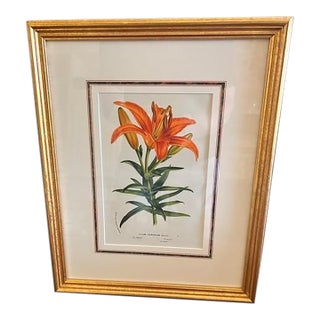 Mid 19th Century Orange Lily - Vintage Botanical Lithograph For Sale