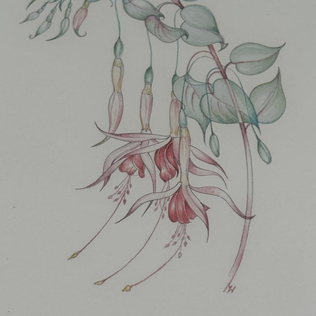 Gray Margot Weemaes 1981 Fuchsia Botanical Portfolio Print For Sale - Image 8 of 11