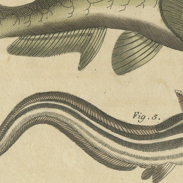 Beige Bertuch, Five Catfish with Long Barbels, 1815, Print For Sale - Image 8 of 12