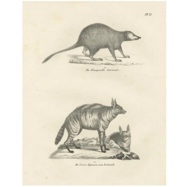 C.C. G. Zool., The Cape Meerkat and Lalandes Civet Hyena, 1836, Lithograph For Sale - Image 12 of 12