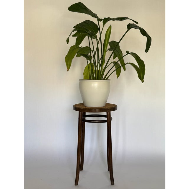 Brown 1900s Antique Bentwood Counter Stool For Sale - Image 8 of 8