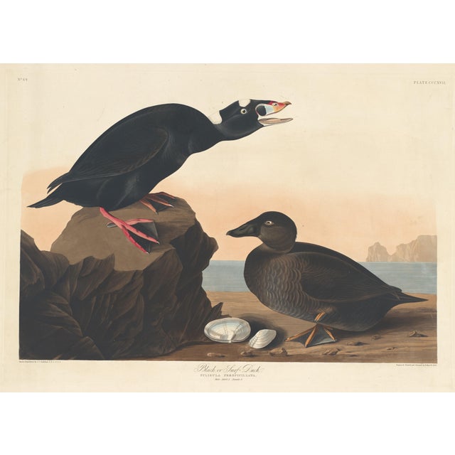 Collection of 4 Vintage 1966 John James Audubon Double-Sided Waterbird Prints A remarkable collection of four double-sided...