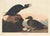 Collection of 4 Vintage 1966 John James Audubon Double-Sided Waterbird Prints A remarkable collection of four double-sided...