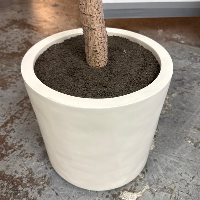 Faux Olive Tree + White Planter For Sale - Image 11 of 12