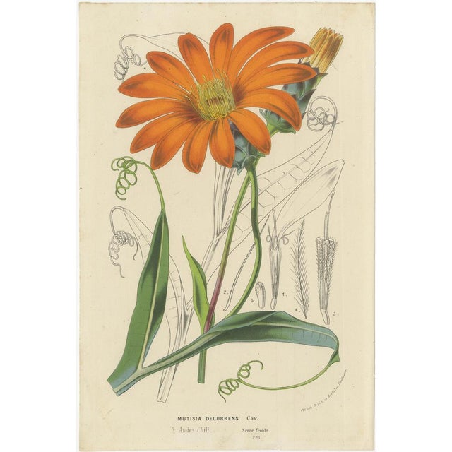 Vibrant Botanical Portraits, 1800s, Set of 4 For Sale - Image 5 of 6