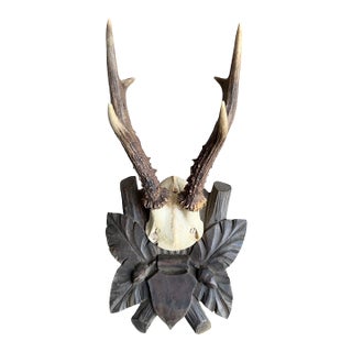 Roe Deer Trophy 120 Black Forest Antlers For Sale