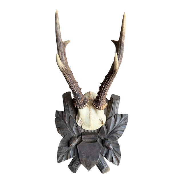 Roe Deer Trophy 120 Black Forest Antlers For Sale