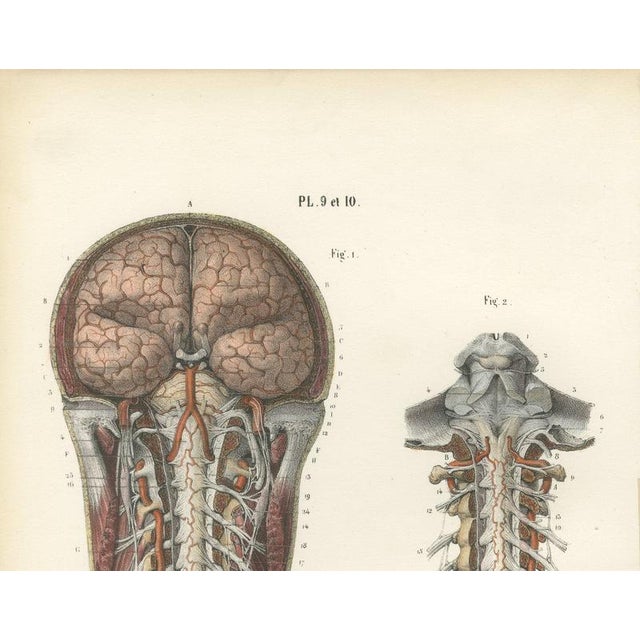 Hirschfeld and Leveille, Brain and Spinal Cord with the Spinal Nerves, 1866, Paper For Sale - Image 3 of 12