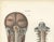 Hirschfeld and Leveille, Brain and Spinal Cord with the Spinal Nerves, 1866, Paper For Sale - Image 3 of 12