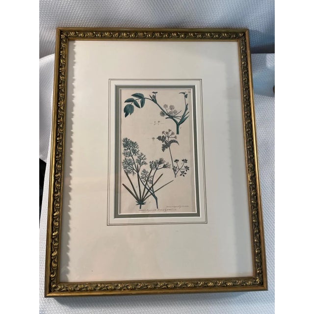 Antique Custom Framed Botanical Engravings - a Pair For Sale - Image 4 of 12