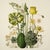 This fine art print reproduces a beautifully detailed 19th-century botanical illustration depicting an elegant arrangement...