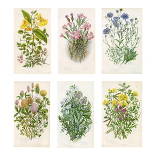 Antique Botanical Prints by Anne Pratt, Set of 6, 1870s, Original Lithographs, England For Sale