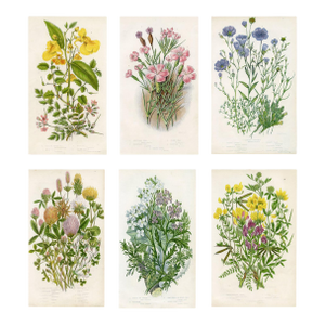 Antique Botanical Prints by Anne Pratt, Set of 6, 1870s, Original Lithographs, England