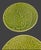 Late 20th Century Late 20th Century Monterey Tropical Green Monstera Leaf Dinner Serving Plates - Set of 4 For Sale - Image 5 of 9